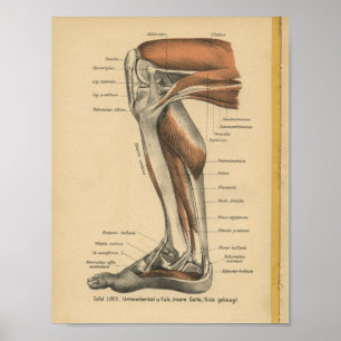  1888 Duitse Anatomy Print Boot Foot