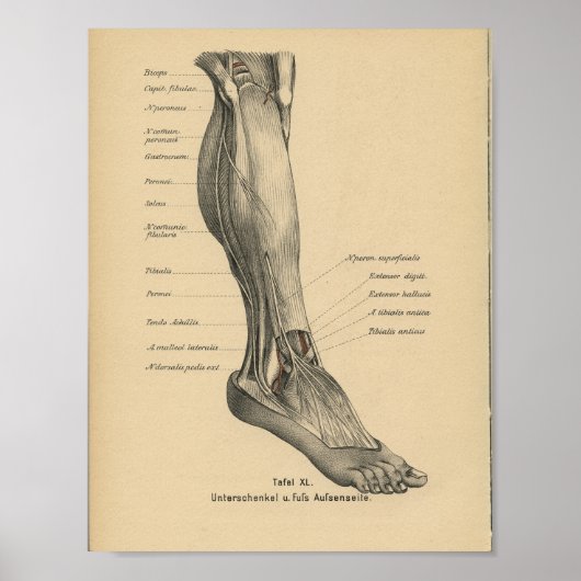  1888 Duitse Anatomy Print Boot Foot (Voorkant)