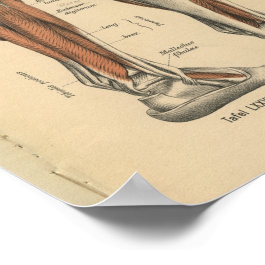  1888 Duitse Anatomy Print Boot Foot (Hoek)