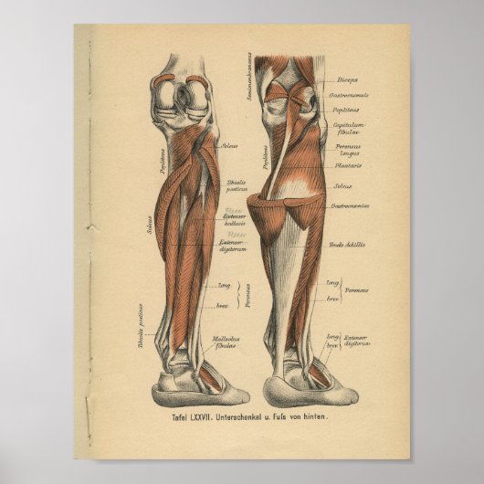 1888 Duitse Anatomy Print Boot Foot (Voorkant)