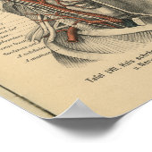  1888 Duitse anatomy Print Face Neck (Hoek)