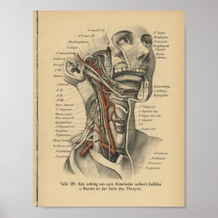 1888 Duitse anatomy Print Face Neck
