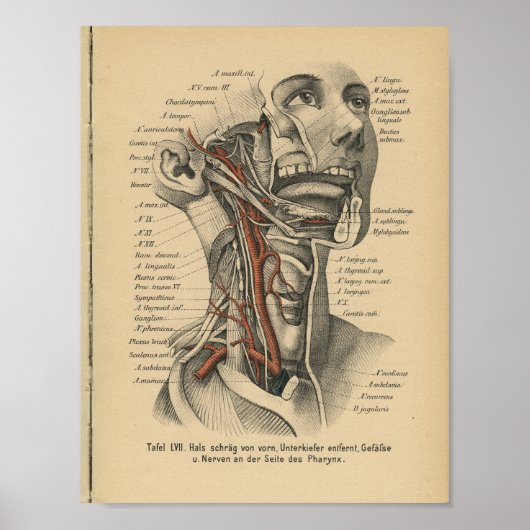  1888 Duitse anatomy Print Face Neck (Voorkant)