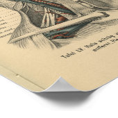  1888 Duitse anatomy Print Face Neck (Hoek)