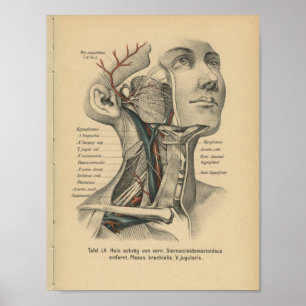 1888 Duitse anatomy Print Face Neck