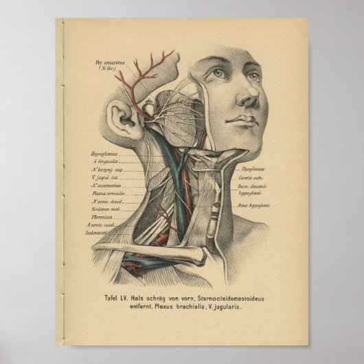  1888 Duitse anatomy Print Face Neck (Voorkant)
