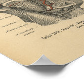  1888 Duitse Anatomy Print Facial Nerves (Hoek)