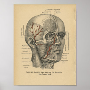  1888 Duitse Anatomy Print Facial Nerves