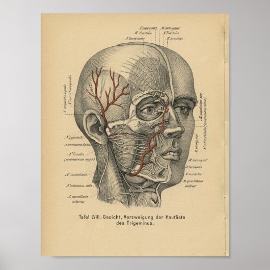  1888 Duitse Anatomy Print Facial Nerves (Voorkant)
