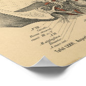  1888 Duitse Anatomy Print Facial Nerves (Hoek)