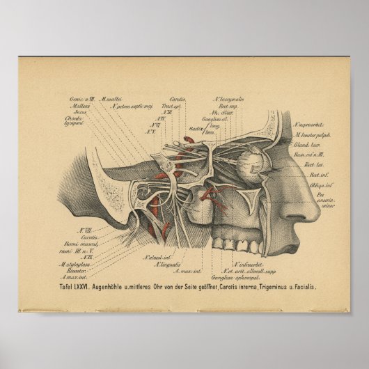  1888 Duitse Anatomy Print Facial Nerves (Voorkant)