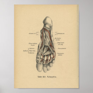 1888 Duitse Anatomy Print Foot