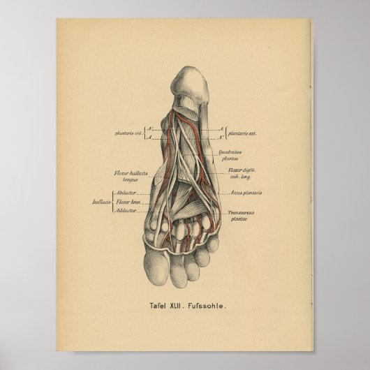  1888 Duitse Anatomy Print Foot (Voorkant)