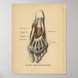1888 Duitse Anatomy Print Foot Toes