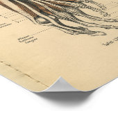 1888 Duitse Anatomy Print Foot Toes (Hoek)