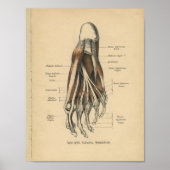  1888 Duitse Anatomy Print Foot Toes (Voorkant)