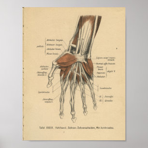  1888 Duitse Anatomy Print Hand Wrist