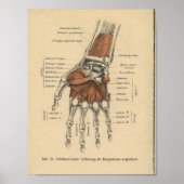  1888 Duitse Anatomy Print Hand Wrist (Voorkant)
