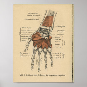  1888 Duitse Anatomy Print Hand Wrist