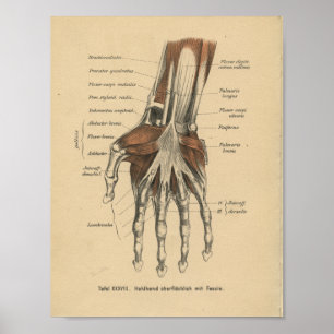  1888 Duitse Anatomy Print Hand Wrist