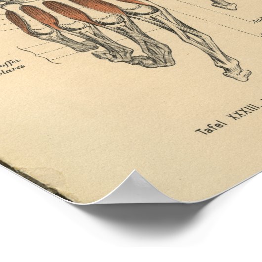  1888 Duitse Anatomy Print Hand Wrist (Hoek)