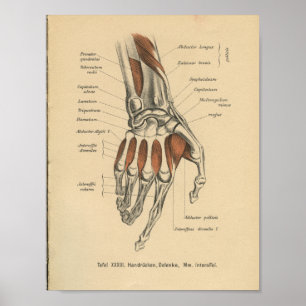  1888 Duitse Anatomy Print Hand Wrist