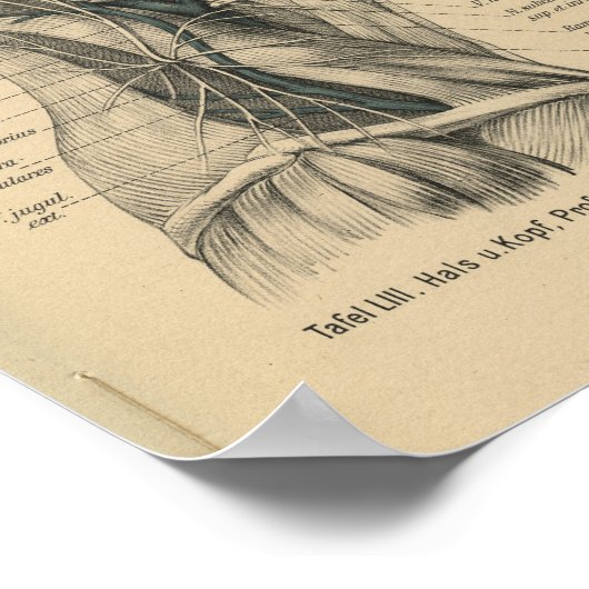  1888 Duitse anatomy Print Head Neck (Hoek)