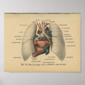  1888 Duitse Anatomy Print Heart Lungs (Voorkant)