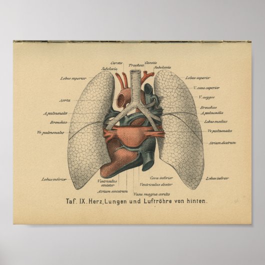 1888 Duitse Anatomy Print Heart Lungs (Voorkant)