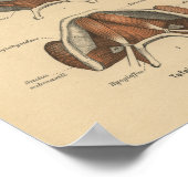  1888 Duitse Anatomy Print Jaw (Hoek)