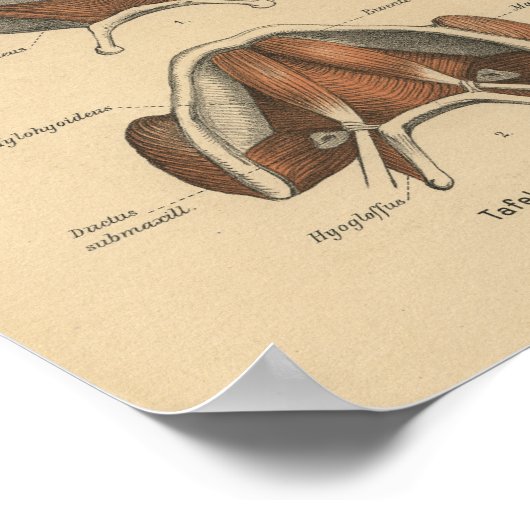  1888 Duitse Anatomy Print Jaw (Hoek)