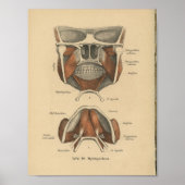  1888 Duitse Anatomy Print Jaw (Voorkant)