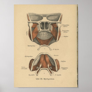 1888 Duitse Anatomy Print Jaw