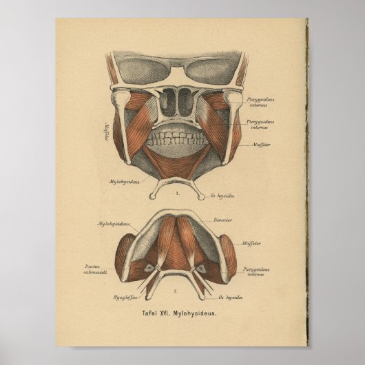  1888 Duitse Anatomy Print Jaw (Voorkant)
