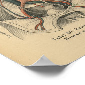 1888 Duitse Anatomy Print Kidney (Hoek)