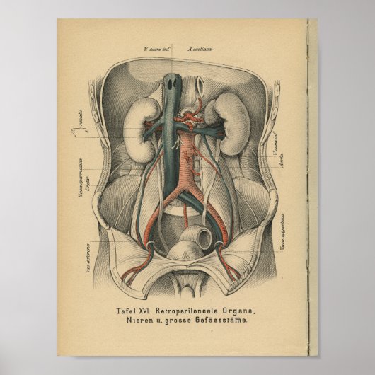 1888 Duitse Anatomy Print Kidney (Voorkant)
