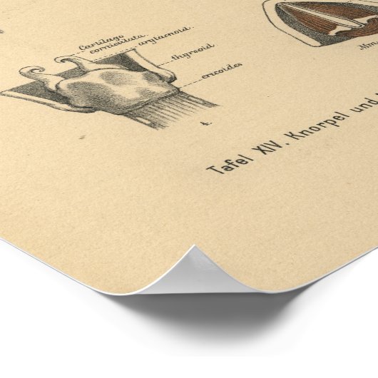  1888 Duitse Anatomy Print Larynx (Hoek)