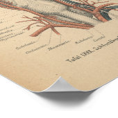 1888 Duitse Anatomy Print Neck (Hoek)
