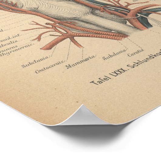 1888 Duitse Anatomy Print Neck (Hoek)