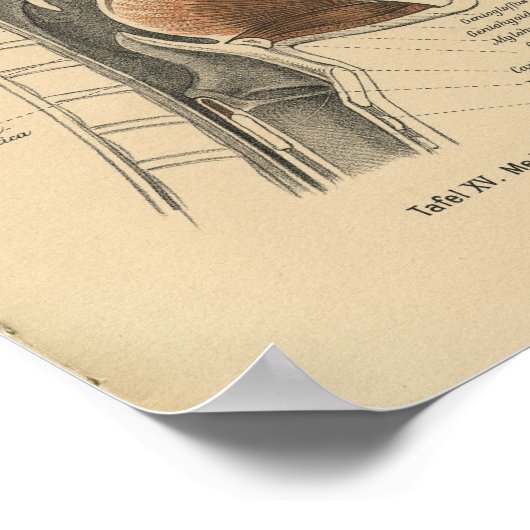 1888 Duitse Anatomy Print Neck (Hoek)