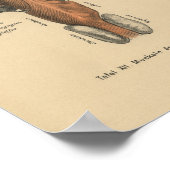 1888 Duitse Anatomy Print Pharynx (Hoek)