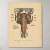 1888 Duitse Anatomy Print Pharynx (Voorkant)