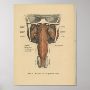  1888 Duitse Anatomy Print Pharynx