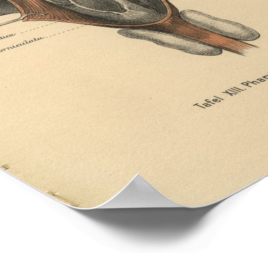 1888 Duitse Anatomy Print Pharynx (Hoek)