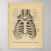 1888 Duitse Anatomy Print Rib Cage (Voorkant)