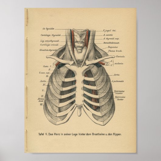  1888 Duitse Anatomy Print Rib Cage (Voorkant)
