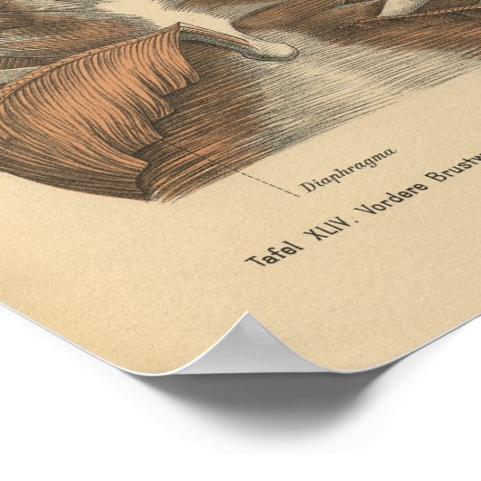 1888 Duitse Anatomy Print Ribcage (Hoek)