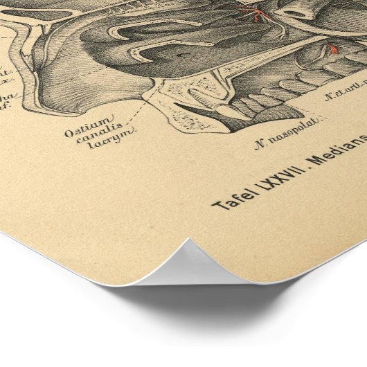 1888 Duitse Anatomy Print Sinuses (Hoek)