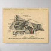  1888 Duitse Anatomy Print Sinuses (Voorkant)