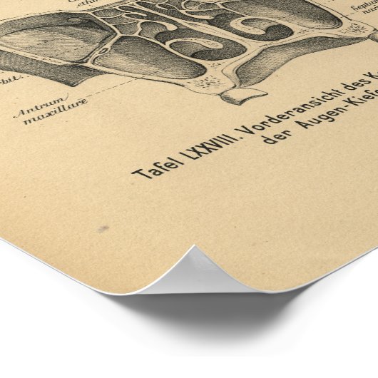 1888 Duitse Anatomy Print Sinuses (Hoek)